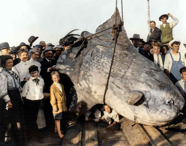 Рыба–луна, весом в 3500 фунтов (больше 1,5 тонн) пойманная рыбаками острова Санта–Каталина, штат Калифорния, апрель 1910 года.